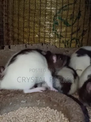 Coloured Rats || Long Evans Rats