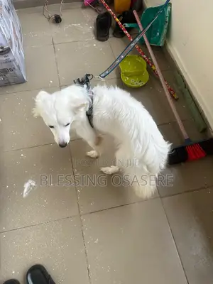 1+ year Female Purebred American Eskimo