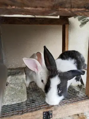Lovely and Beautiful Rabbit for New Home
