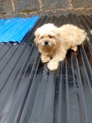 1+ year Female Purebred Lhasa Apso