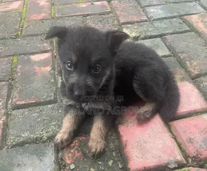 1-3 months Male Purebred German Shepherd