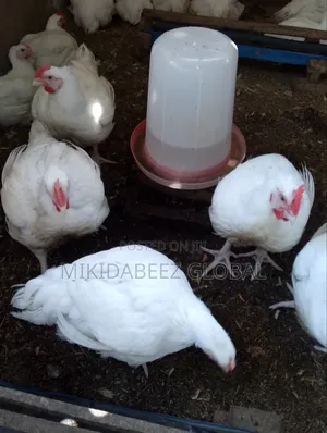 Mature Broilers for Sale