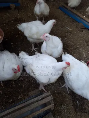 Mature Broilers for Sale