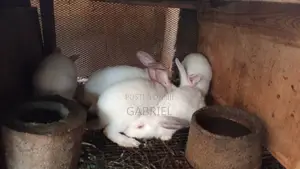 Hyla Weaners