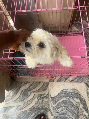 1+ year Female Purebred Lhasa Apso