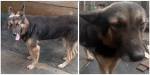 1+ year Male Purebred German Shepherd