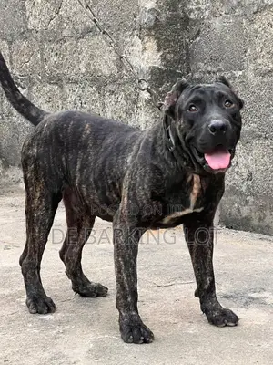 1+ year Male Purebred Presa Canario