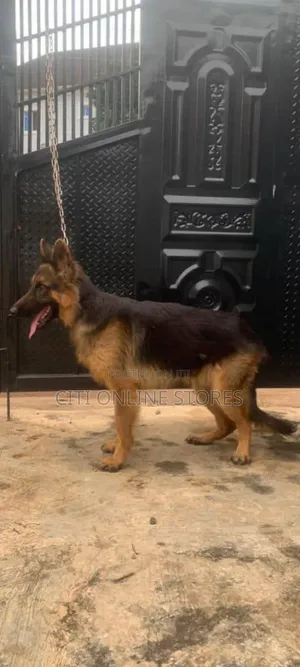 1+ year Male Purebred German Shepherd