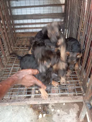 1-3 months Male Mixed Breed German Shepherd