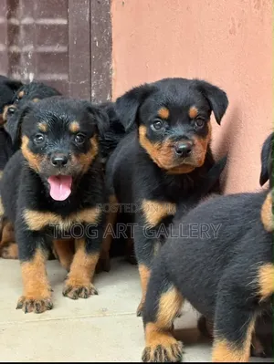 1-3 months Male Purebred Rottweiler