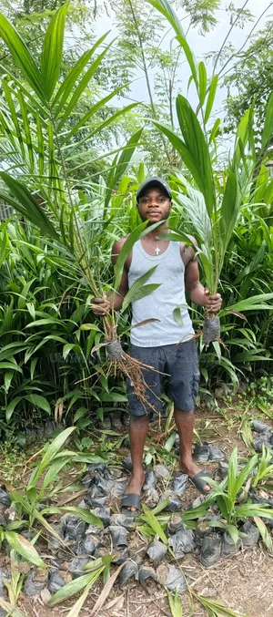 Healthy Fast Growing Hybrid Tenera Oil Palm Seedlings Available.