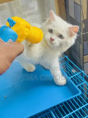 1-3 months Female Purebred Turkish Angora