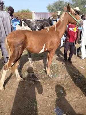 Beautiful Healthy Horse for Sale in Lagos