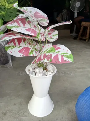 Flower and Vase