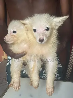 1-3 months Male Purebred American Eskimo