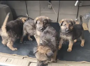 1-3 months Female Purebred German Shepherd