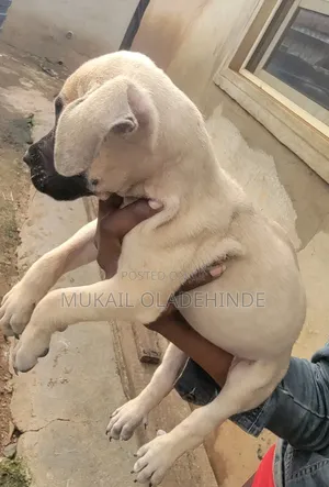 1-3 months Female Purebred Boerboel
