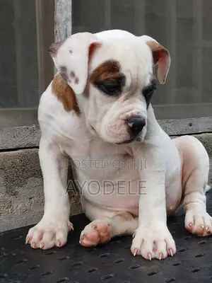 1-3 months Female Purebred American Bulldog