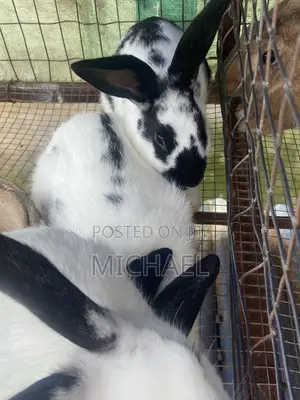 Good Rabbit ,Prolific