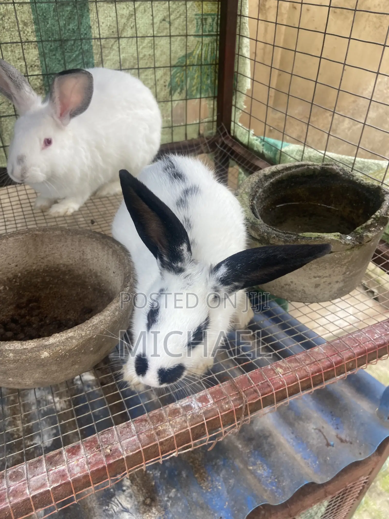 Good Rabbit ,Prolific