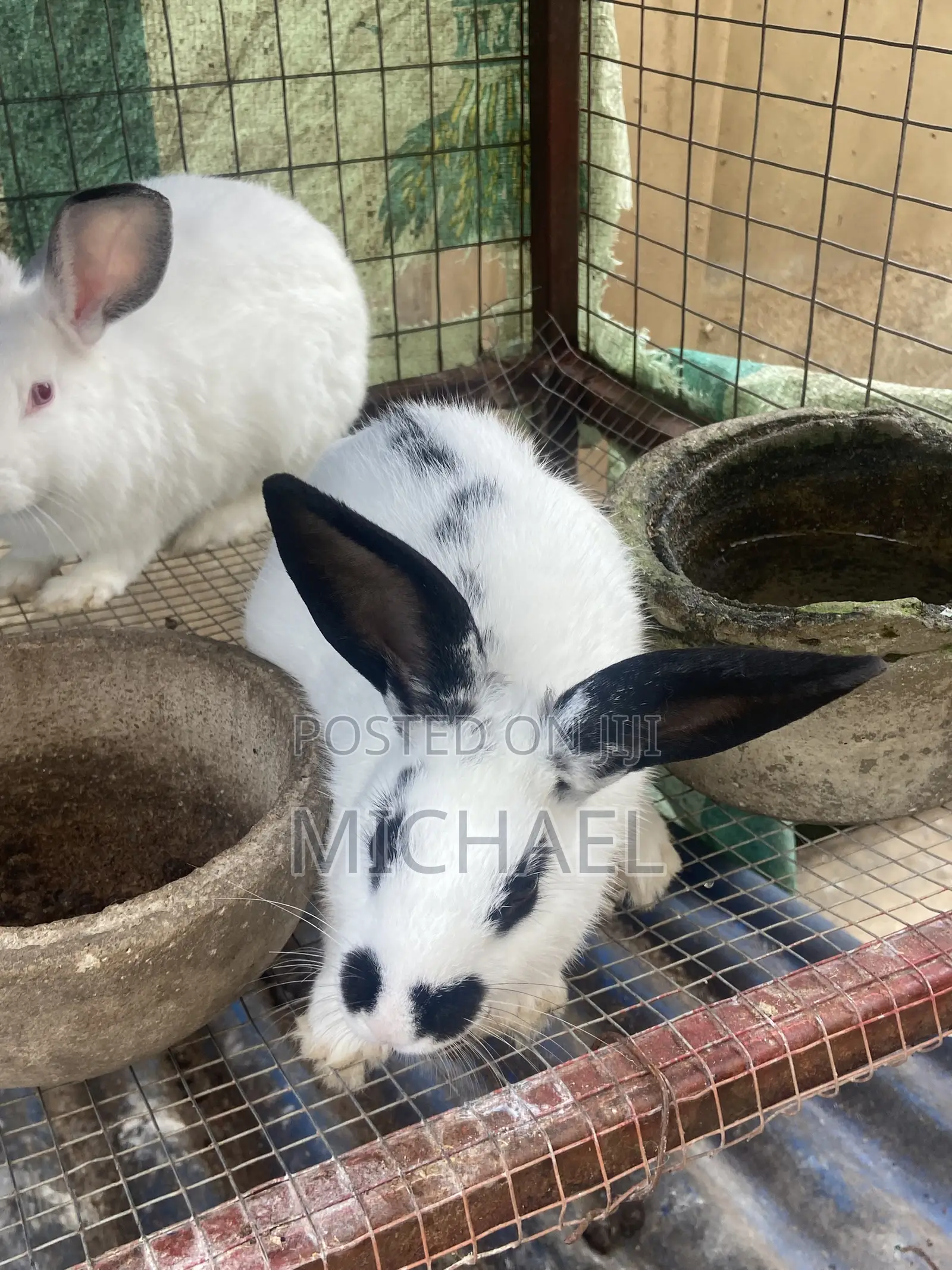 Good Rabbit ,Prolific