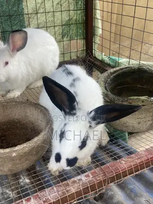 Good Rabbit ,Prolific
