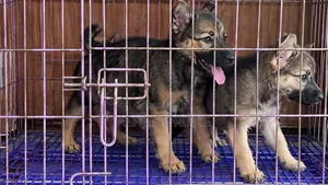 1-3 months Female Purebred German Shepherd