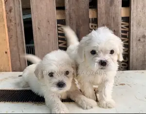 1-3 months Male Purebred Lhasa Apso