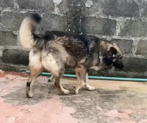 1+ year Female Purebred Caucasian Shepherd