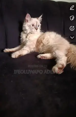 1-3 months Male Purebred Persian