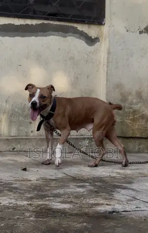 1+ year Female Purebred American Pit Bull Terrier