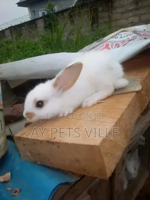 Cute Rabbit