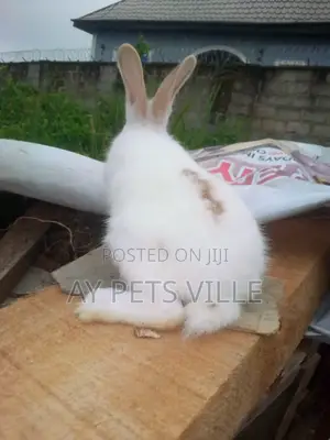Cute Rabbit