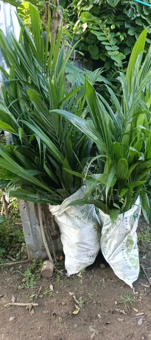 Healthy Well-Grown Hybrid Tenera Oil Palm Seedlings Available.