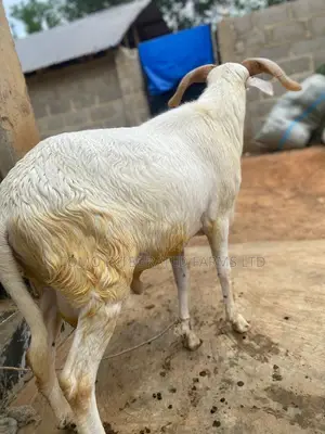 Ram Very Active In
