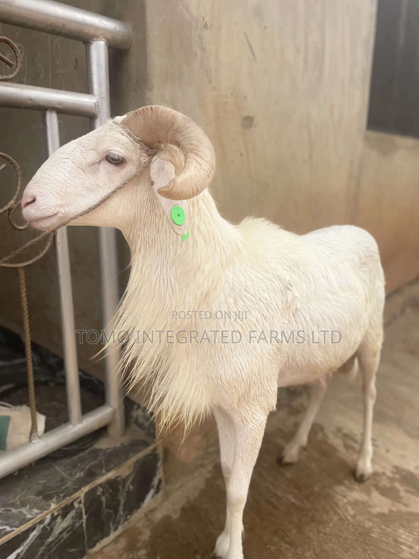 Ram Very Active In