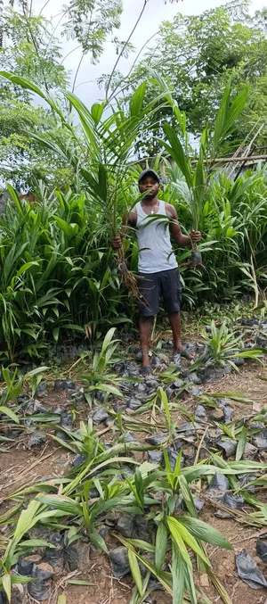 Premium Hybrid Tenera Oil Palm Seedlings Available for Sale.