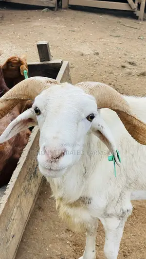 Ram Very Active In