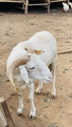Ram Very Active In