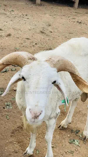 Ram Very Active In