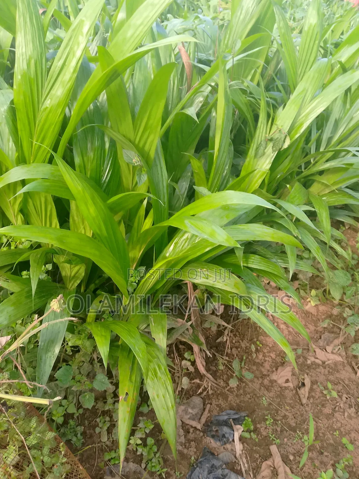 Farmer Olamilekan