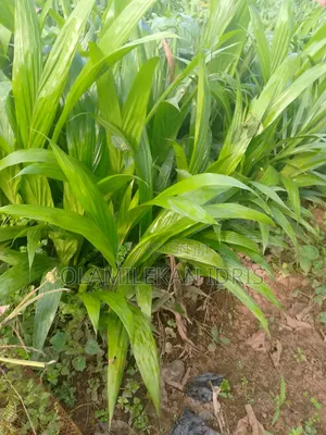 Farmer Olamilekan