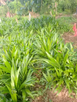 Farmer Olamilekan