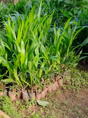 Farmer Olamilekan