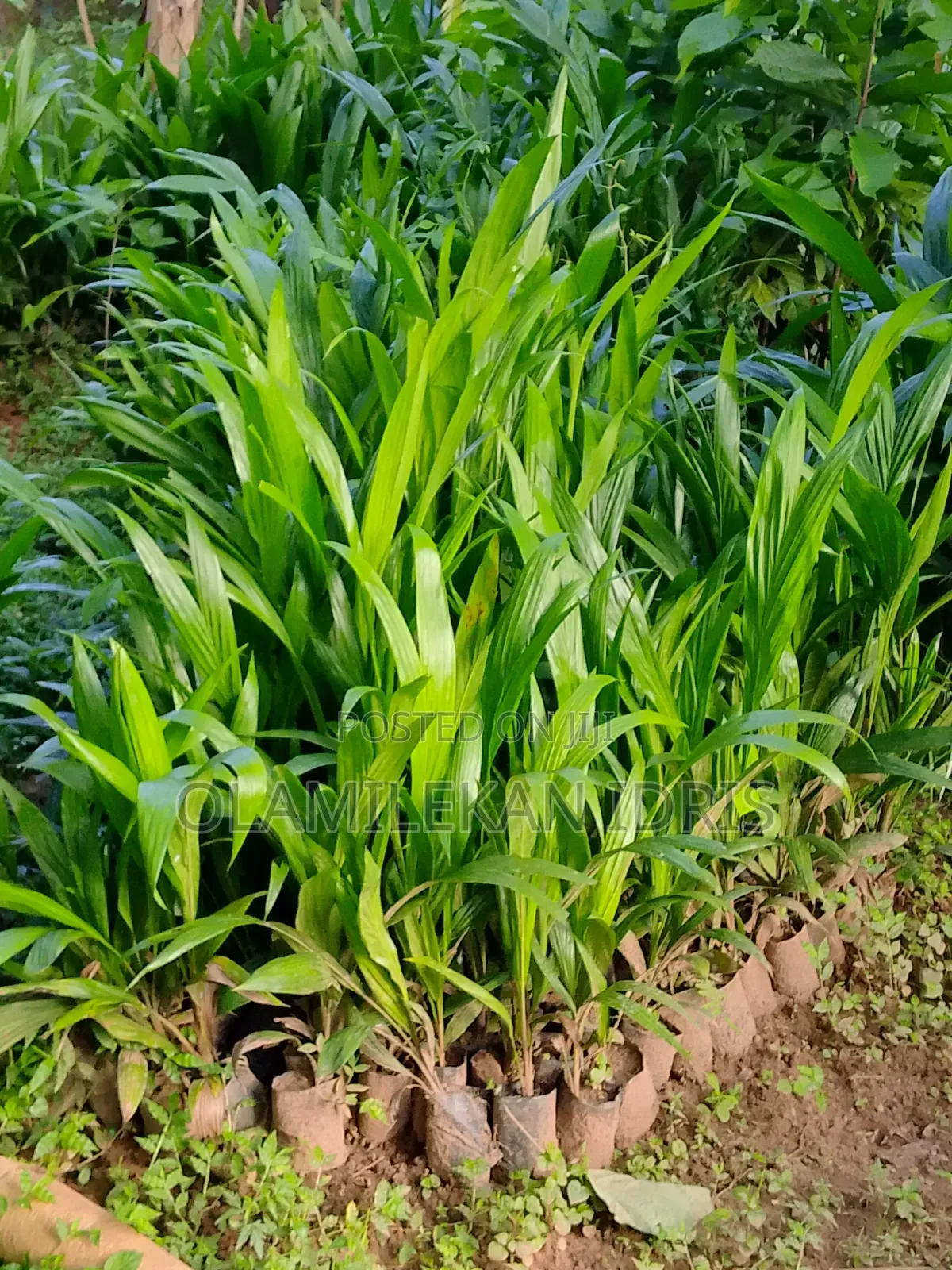 Farmer Olamilekan
