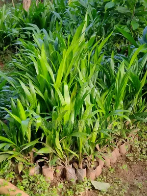 Farmer Olamilekan