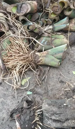 Cocoyam Suckers/Corms