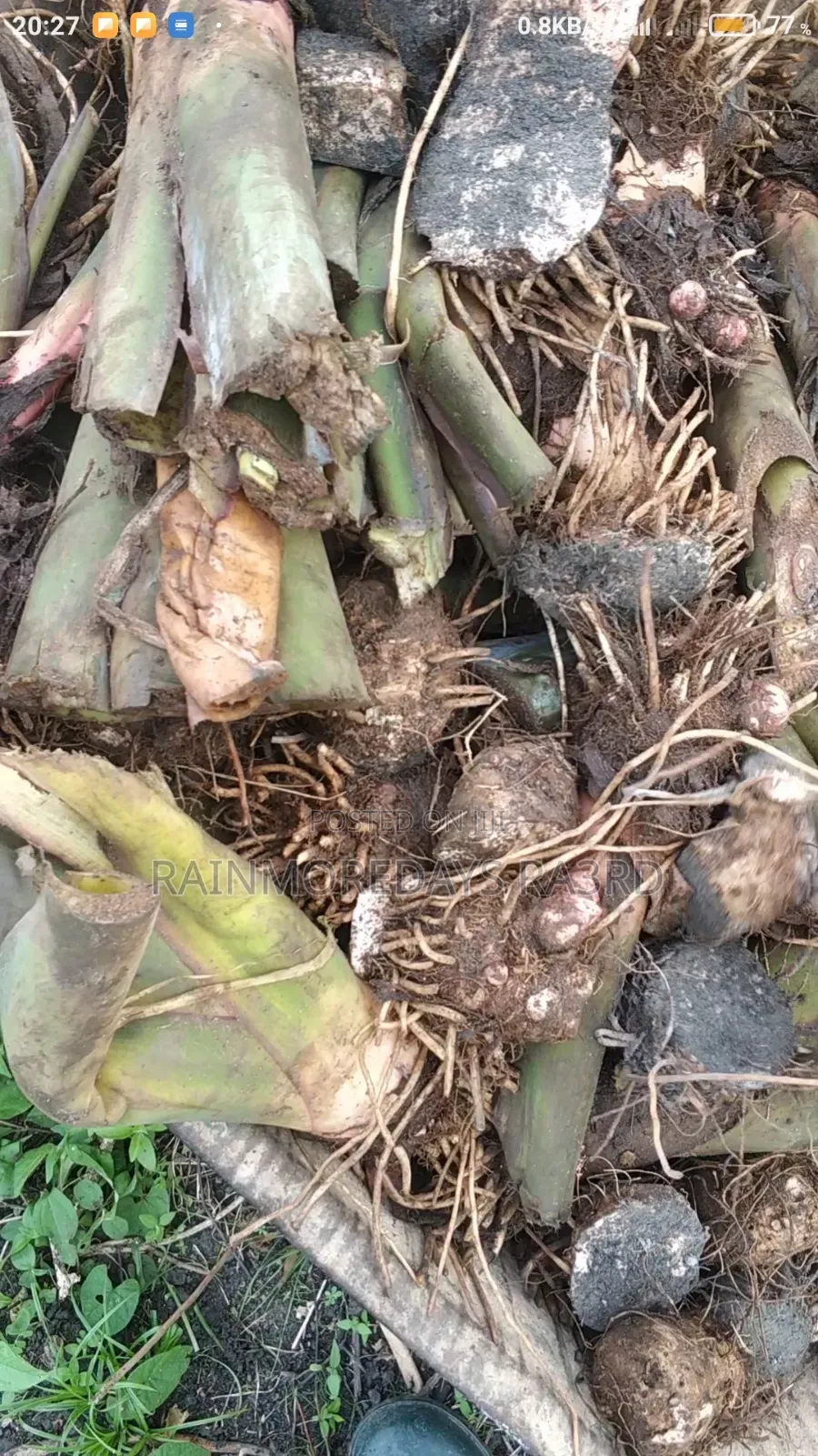 Cocoyam Suckers/Corms