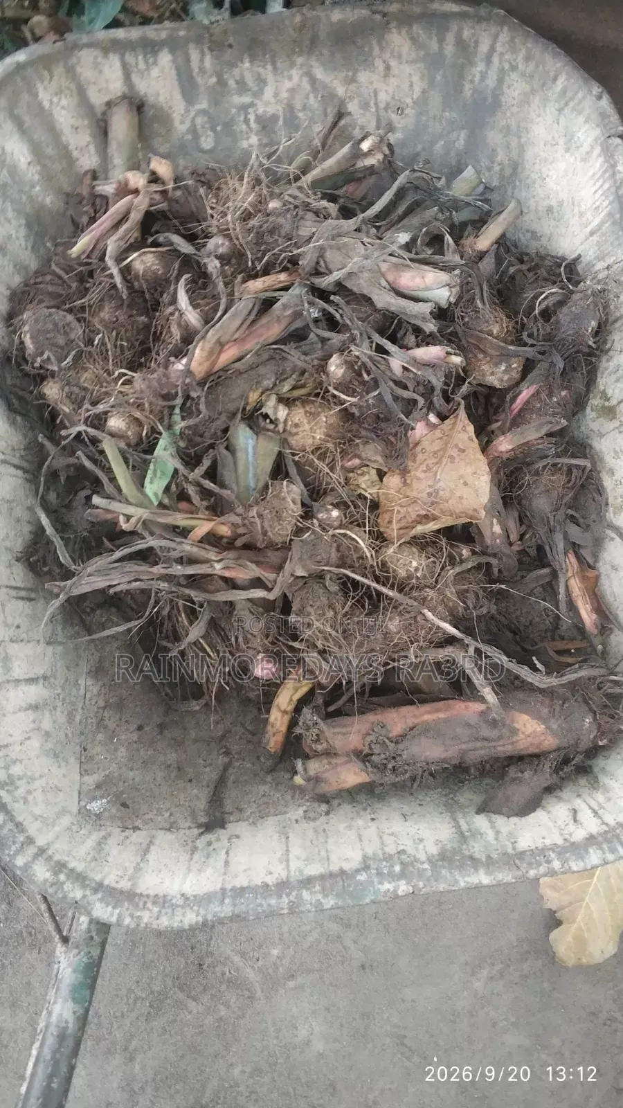 Cocoyam Suckers/Corms