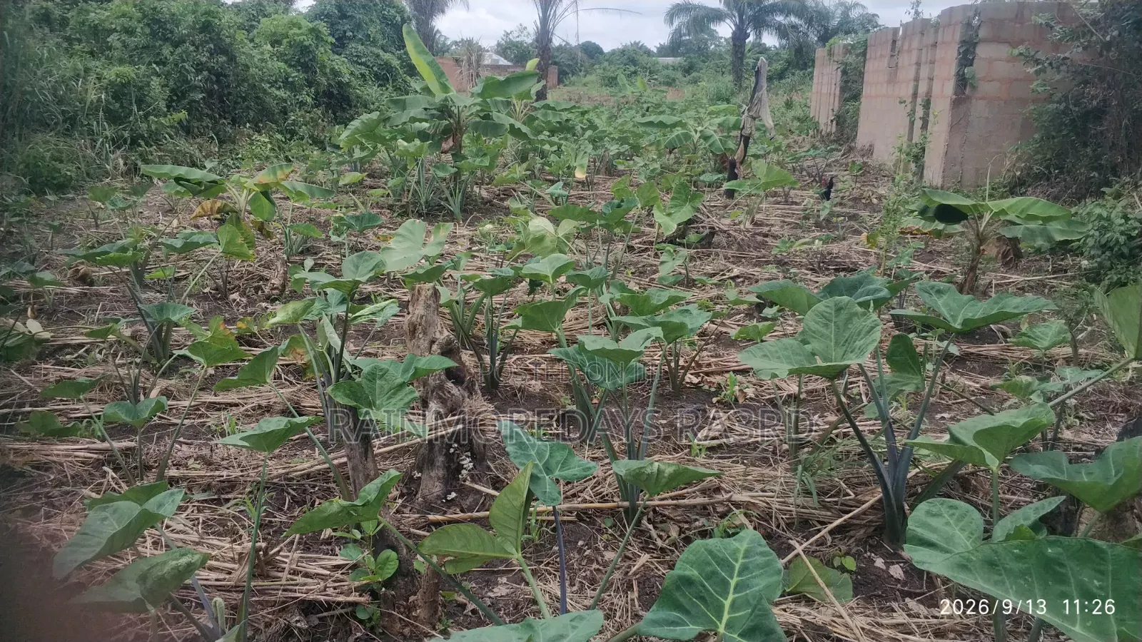 Cocoyam Suckers/Corms
